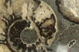 Polished Ammonite (Promicroceras) Slice - Marston Magna Marble #211324-1